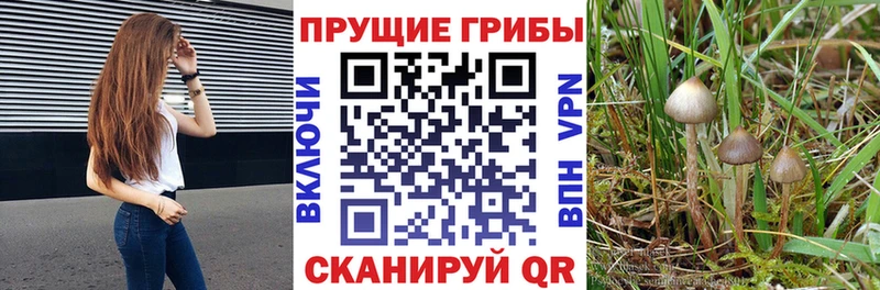 Псилоцибиновые грибы Cubensis  где найти   Ессентуки 